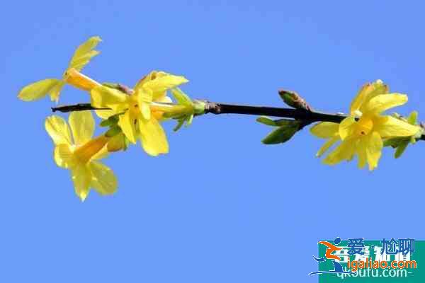 2021北京迎春花什么时候开 北京迎春花哪里最多？