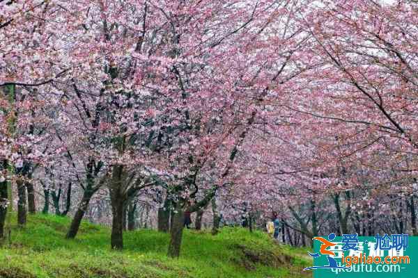 2021贵安樱花园怎么预约 贵安樱花园门票多少钱？