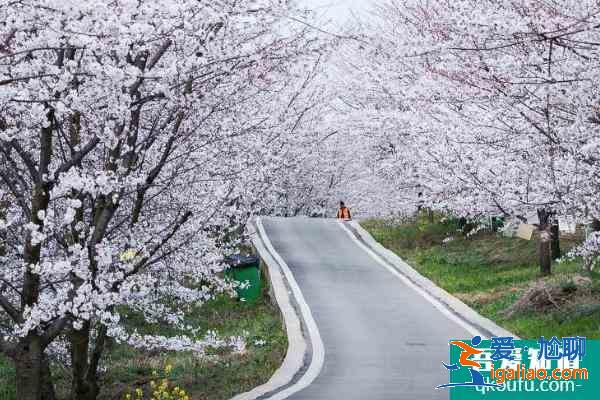 2021贵安樱花园怎么预约 贵安樱花园门票多少钱？