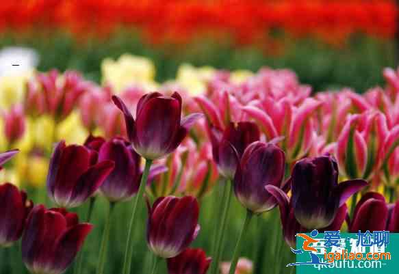 2021南京赏花去哪里 南京油菜花哪里开的好？