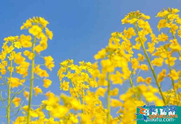 2021南京赏花去哪里 南京油菜花哪里开的好？