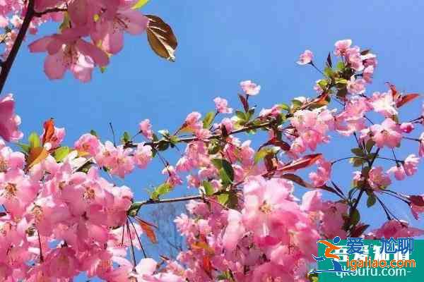 2021郑州碧沙岗海棠节时间？