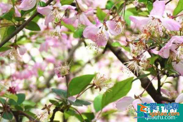 2021郑州碧沙岗海棠节时间？