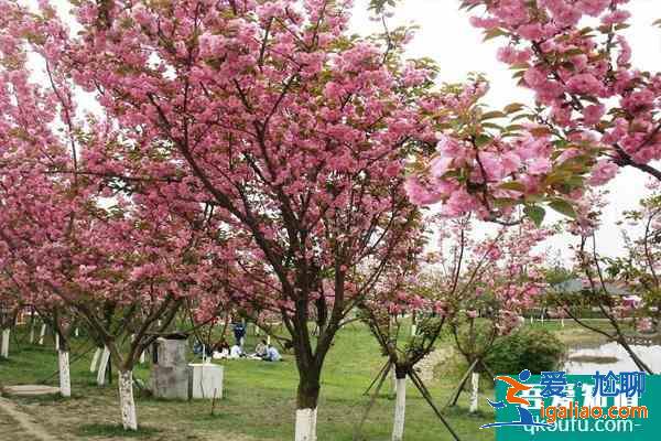 2021成都青白江樱花节是什么时候 及樱花节观赏路线？