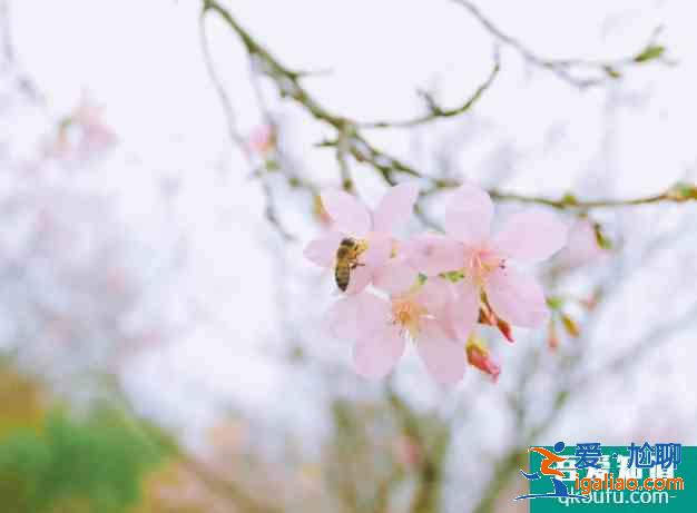 襄阳樱花哪里有 2021襄阳赏花地图？