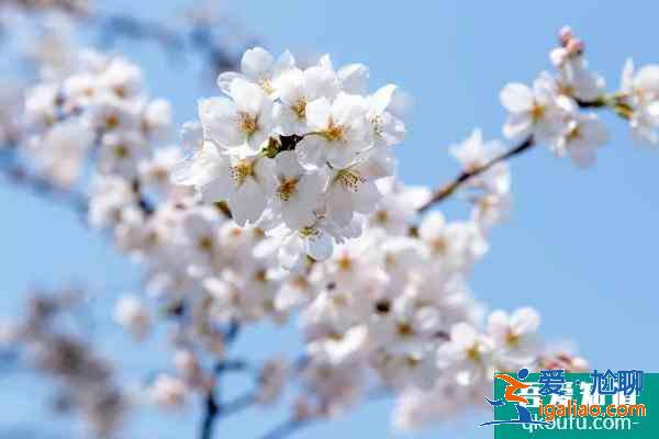 无锡拈花湾小镇攻略及灵山游玩推荐？