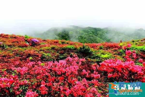 2021浏阳杜鹃花什么时候开 浏阳杜鹃花旅游路线？