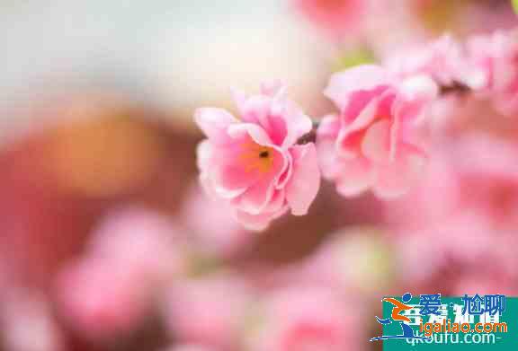 2021昆明郊野公园桃花节时间及活动详情？