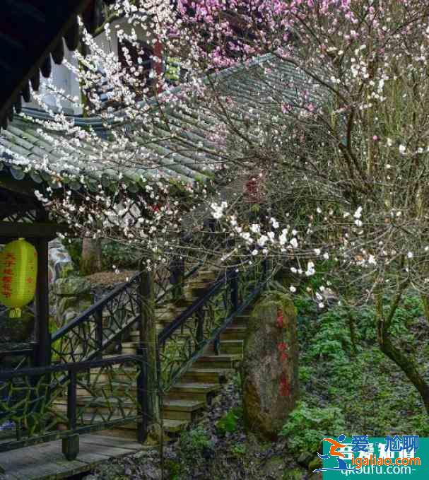 天子地樱花岭游玩攻略 桐庐天子地樱花岭最佳观赏时间？