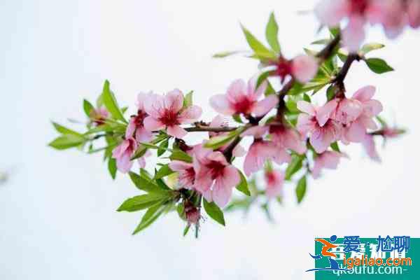 2021昆明郊野公园桃花节时间及活动详情？