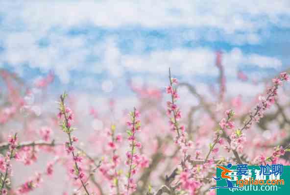 2021湖北十大赏花线路公布 湖北赏花去哪？