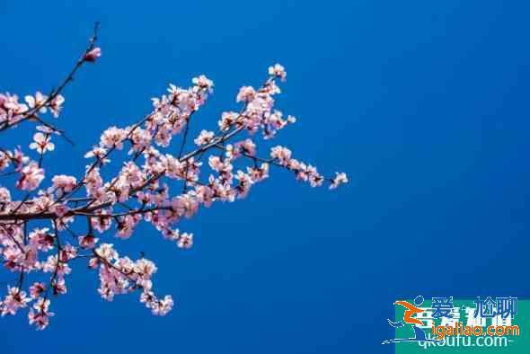 2021湖北十大赏花线路公布 湖北赏花去哪？