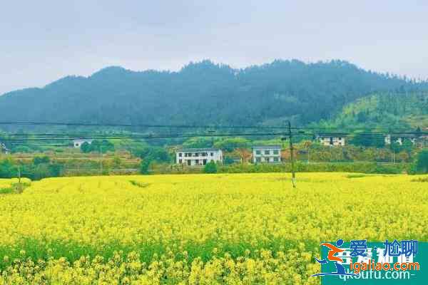 2021长沙油菜花欣赏有哪些地方 长沙油菜花景点推荐？