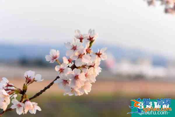 2021杭州第三届樱花徒步大会开放报名 樱花徒步大会时间？