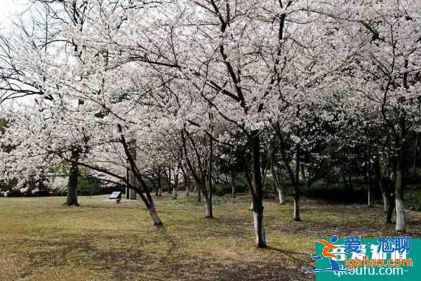 2021杭州第三届樱花徒步大会开放报名 樱花徒步大会时间？