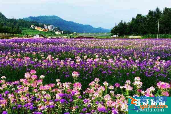 2021贵州春天旅游去哪好 春天赏花好去处？
