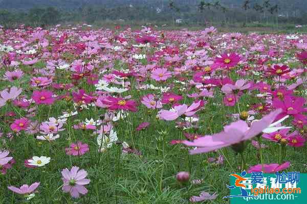 深圳格桑花海在哪里 2021深圳格桑花开放时间？