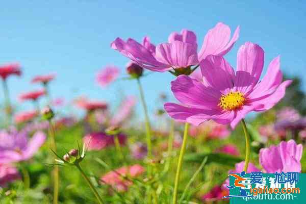 深圳格桑花海在哪里 2021深圳格桑花开放时间？