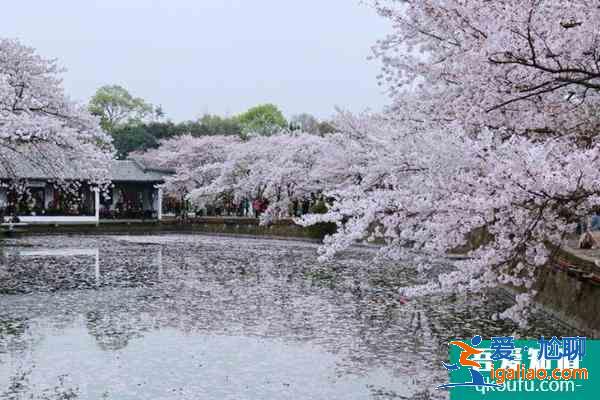 2021常州赏樱花的地方有哪些 常州赏樱地推荐？