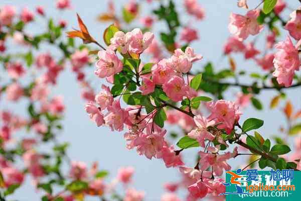 2021南京海棠花什么时候开 南京看海棠花的地方？