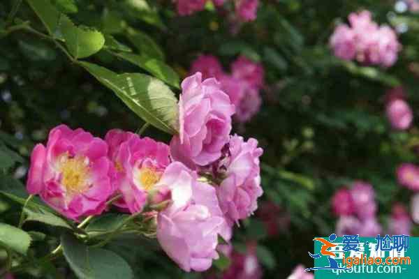 2021杭州春季赏花路线？