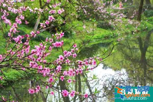 2021杭州春季赏花路线？