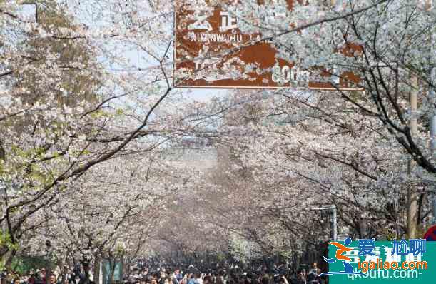 2021年鸡鸣寺樱花最佳观赏时间 鸡鸣寺樱花需要预约门票吗？