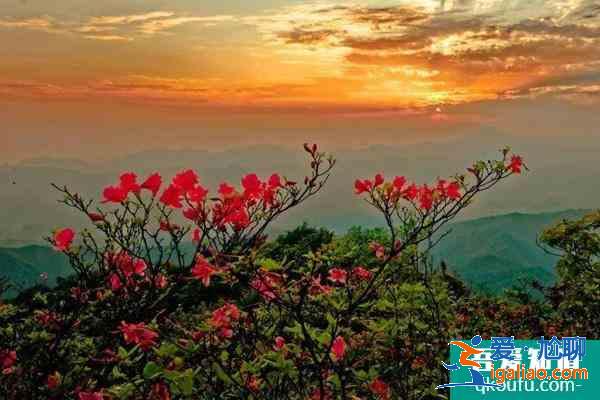2021南宁大明山杜鹃花什么时候开？