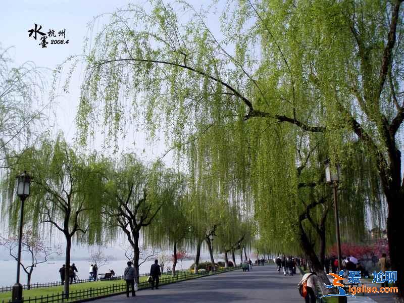 柳浪闻莺有哪些传说，柳浪闻莺有什么故事，柳浪闻莺的由来是什么？