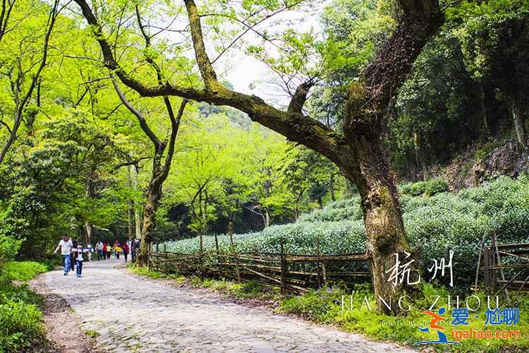 九溪烟树要门票吗？九溪烟树门票多少钱？九溪烟树门票价格是多少？？