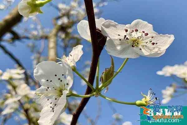 昆明万溪冲梨花什么时候开 2021昆明万溪冲梨花节攻略？