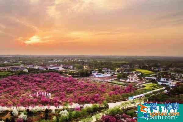 句容樱花节是什么时候2021 句容樱花节时间？