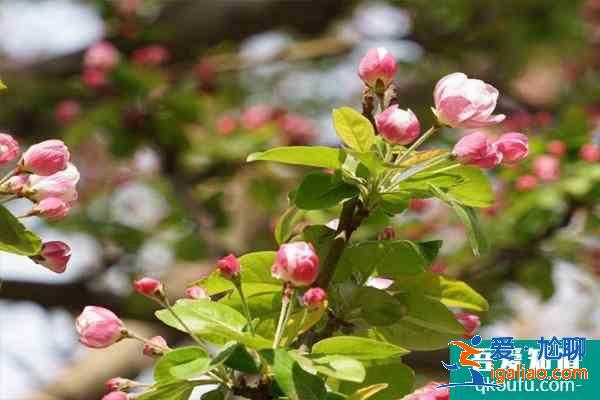 北京海棠花溪每年几月去最好 2021北京看海棠花的地方有哪些？