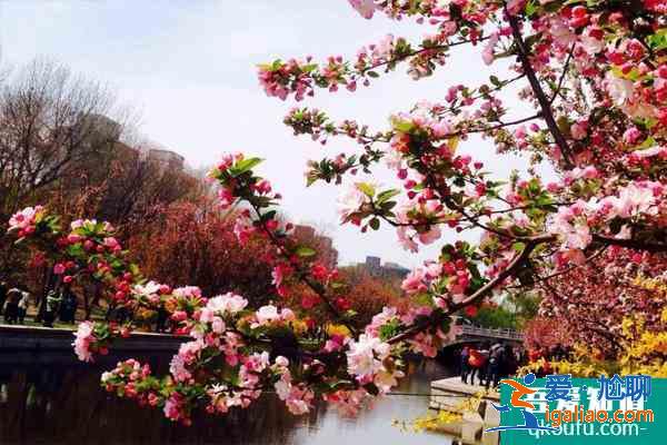 北京海棠花溪每年几月去最好 2021北京看海棠花的地方有哪些？