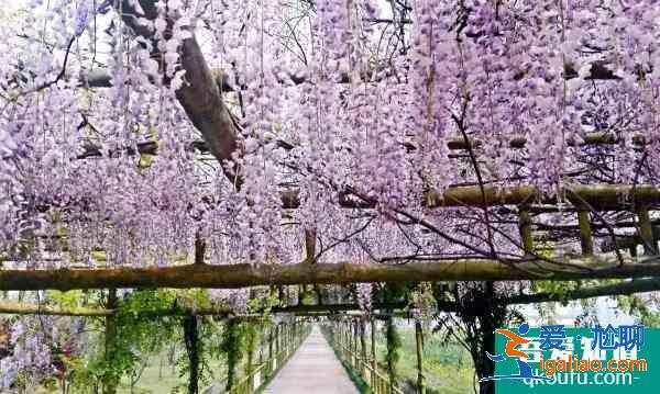 上海紫藤园综合体什么时候开放 中国最大紫藤主题园？