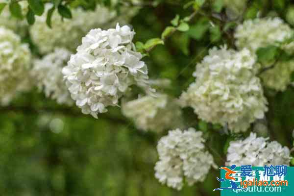 扬州瘦西湖门票多少钱 瘦西湖游玩攻略？