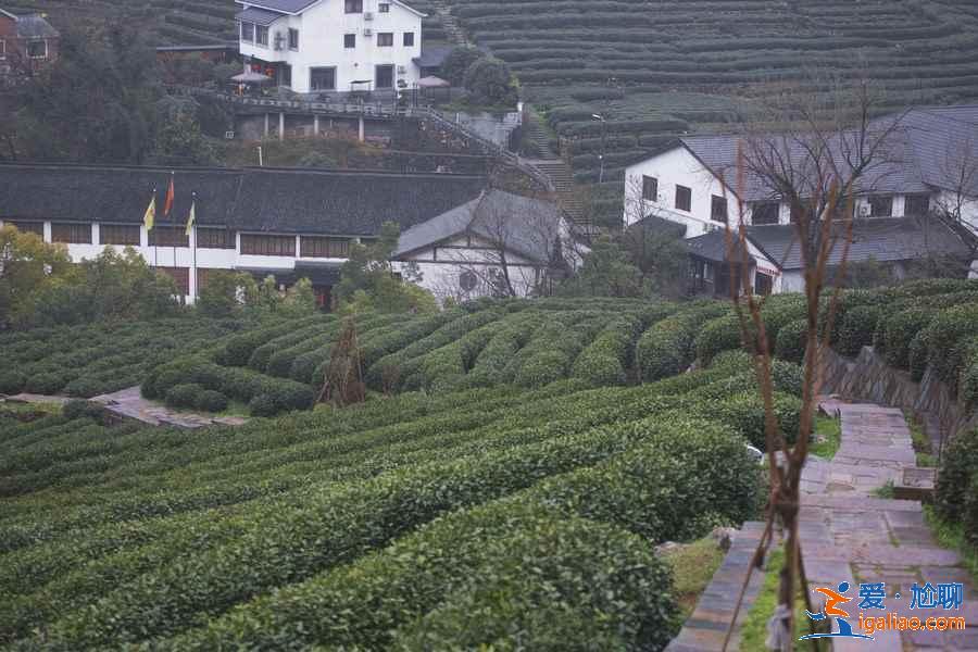 什么时候去龙井村好,龙井村最佳旅游时间? 什么时候去龙井村好,龙井村最佳旅游时间?