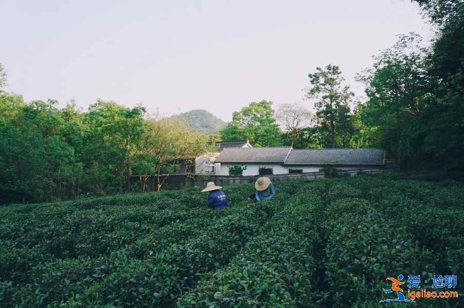 什么时候去龙井村好,龙井村最佳旅游时间? 什么时候去龙井村好,龙井村最佳旅游时间?