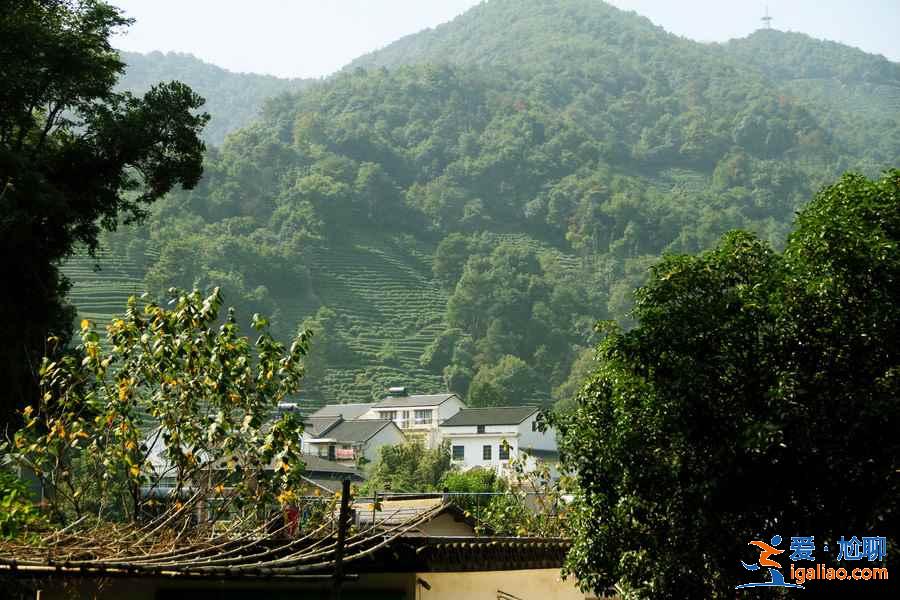 什么时候去龙井村好,龙井村最佳旅游时间? 什么时候去龙井村好,龙井村最佳旅游时间?