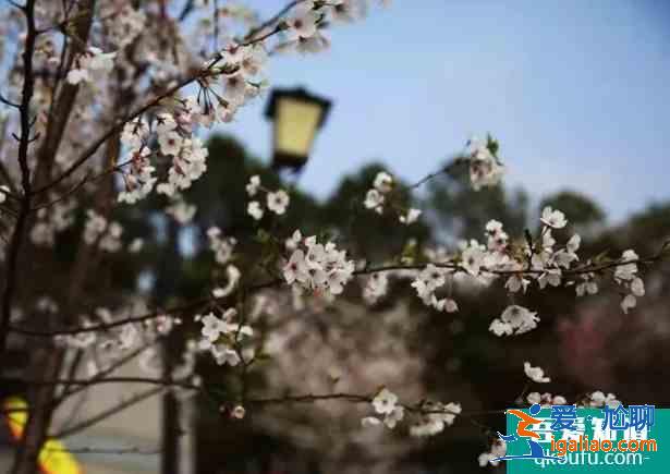 2021合肥春季赏花地图 合肥赏花的景点介绍？