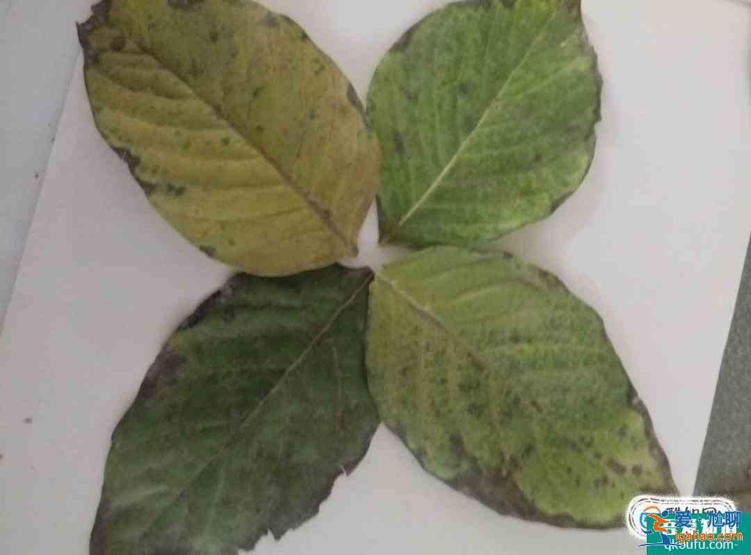 树叶贴画蝴蝶制作方法？