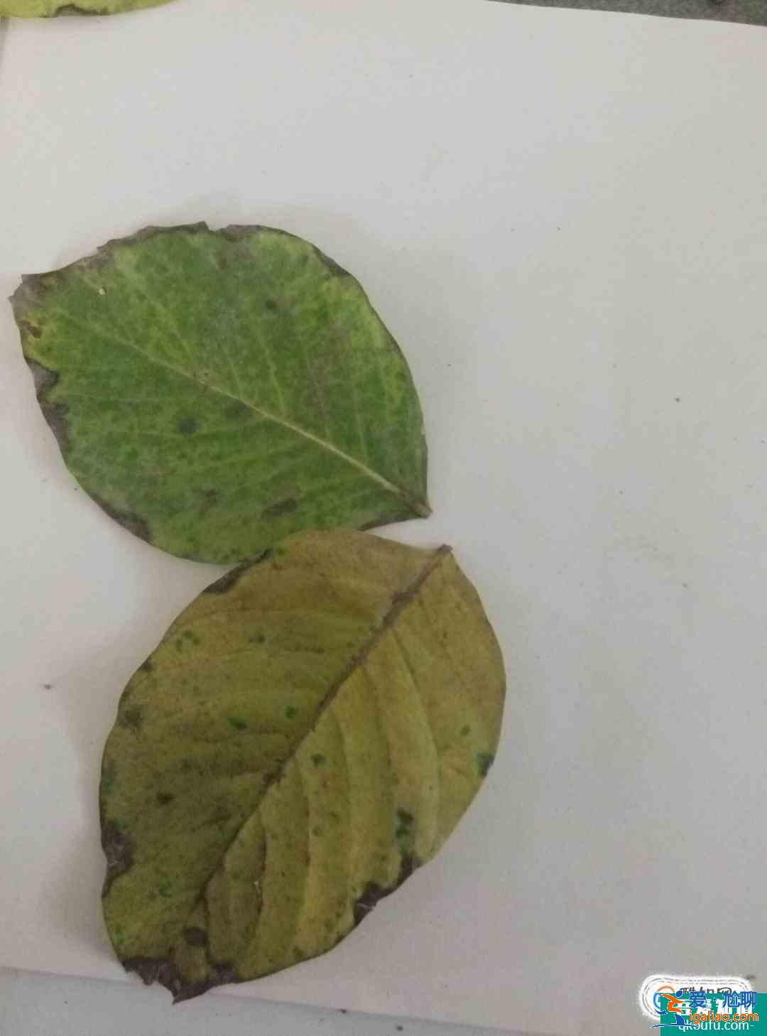 树叶贴画蝴蝶制作方法？