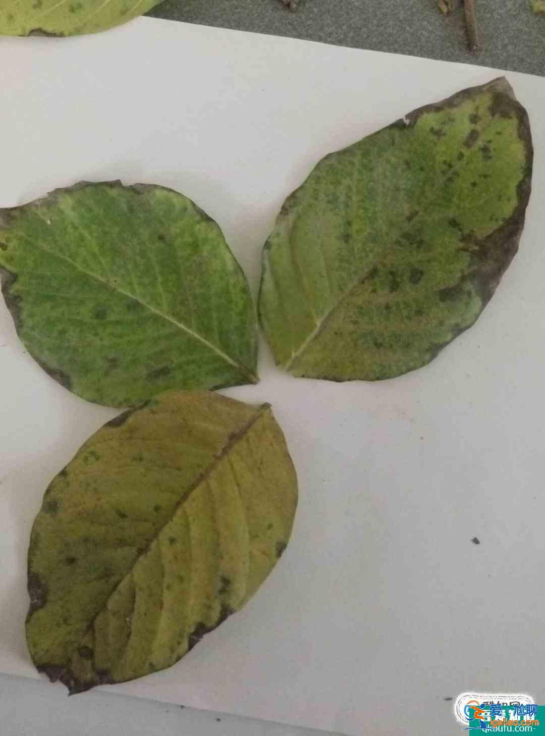 树叶贴画蝴蝶制作方法？