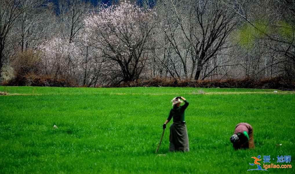 【林芝旅游】林芝12个月景色看点？