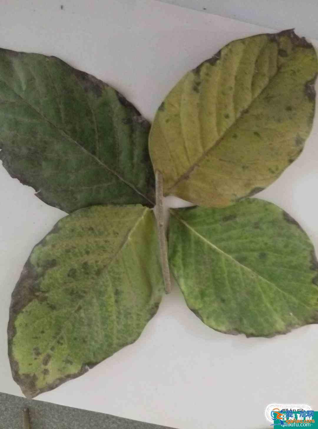 树叶贴画蝴蝶制作方法？