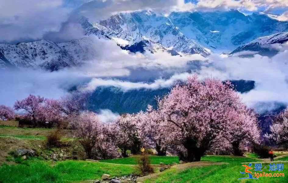 【林芝旅游】林芝12个月景色看点？