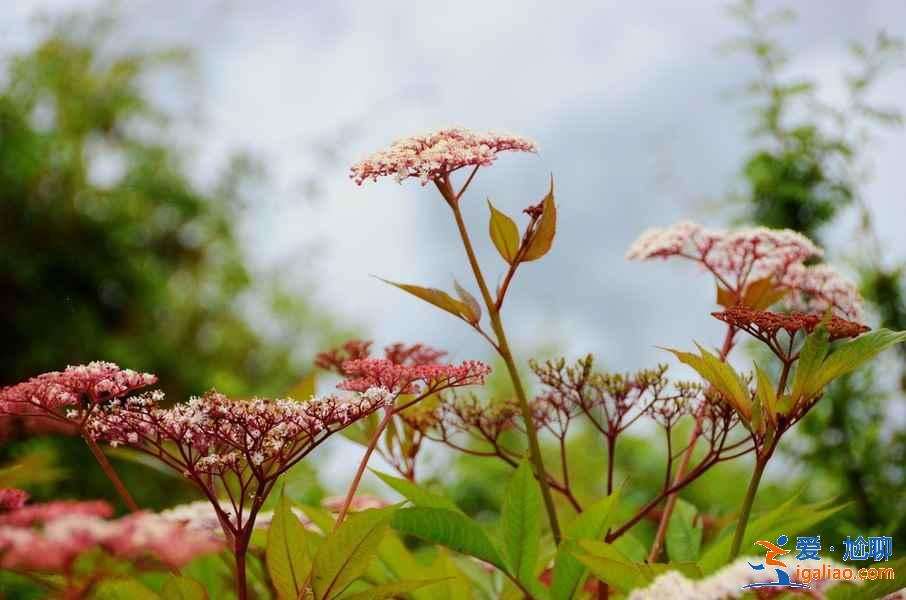 【林芝旅游】林芝12个月景色看点？