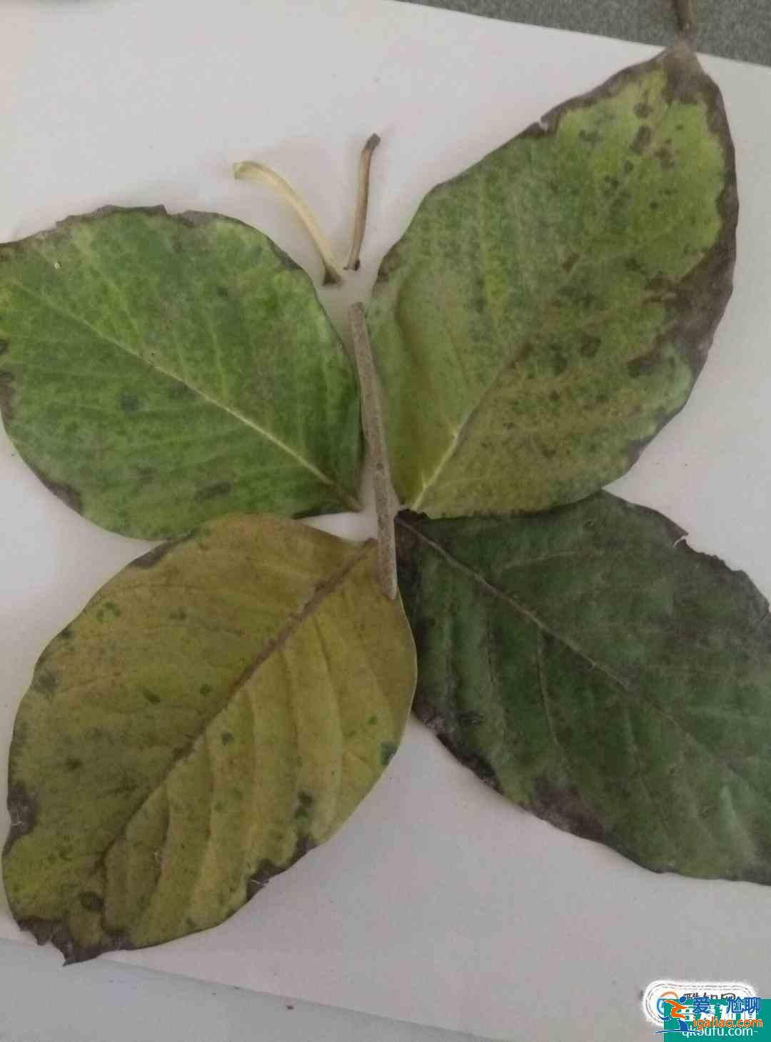 树叶贴画蝴蝶制作方法？