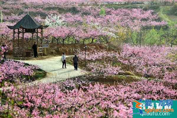 2021石河子桃花节在什么时候 附活动项目及交通？