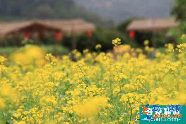 2021广州从化去哪里看油菜花？